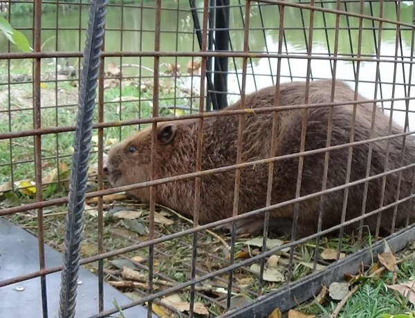 Szakember segítségével fogták be a Sóstón károkat okozó hódot: Az állatparkba szállították