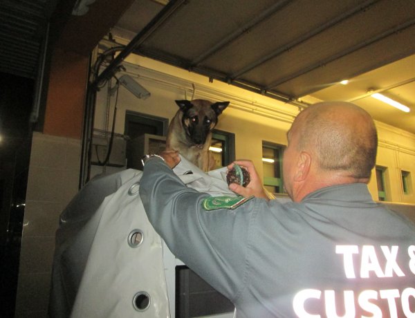 Ella szimata nem csalt – 11 milliós csempészárut szagolt ki a NAV cigarettakereső kutyája