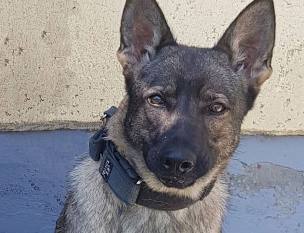 Kábítószer a lónyai határon – Dyna, a szolgálati kutya megtalálta!