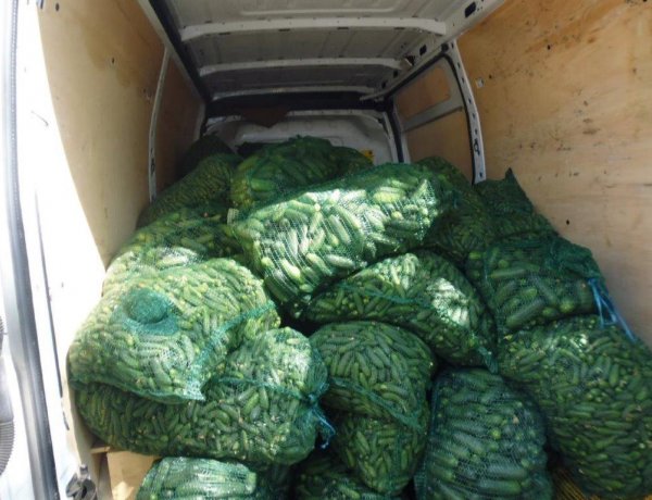 EKÁER-szám nélküli uborkaszállítmányt füleltek le a NAV munkatársai