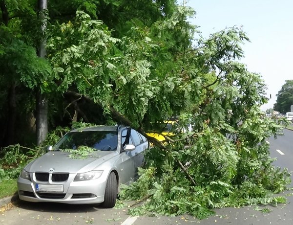 Akácfa ága hasadt egy Kert utcán parkoló járműre, a tűzoltók segítettek