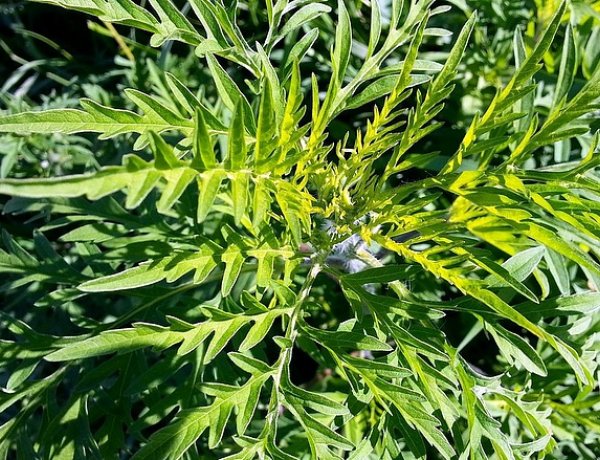 Nemsokára kezdődik a parlagfűszezon - Ezt nem árt, ha tudja 