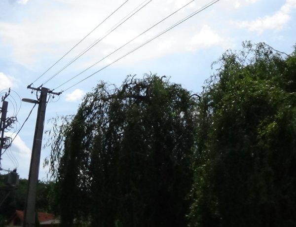 A Sikló utcán szerdán is áramszünet lesz - A gallyak eltávolítását végzik