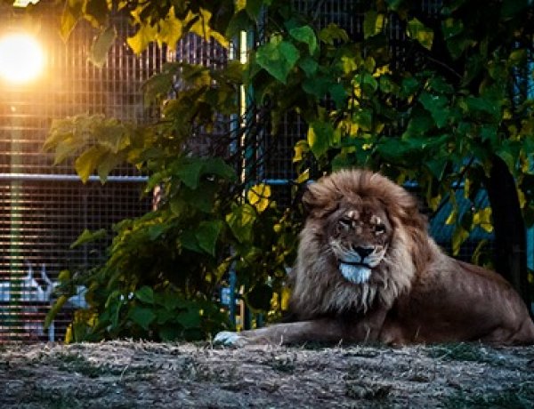 Augusztus 30-án rendezik meg az Állatkertek éjszakáját      