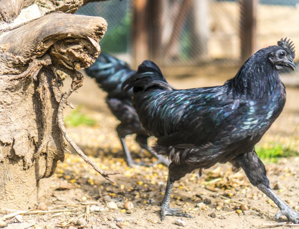 Újabb különlegesség a Nyíregyházi Állatparkból - Fekete tollú és húsú tyúkfajta