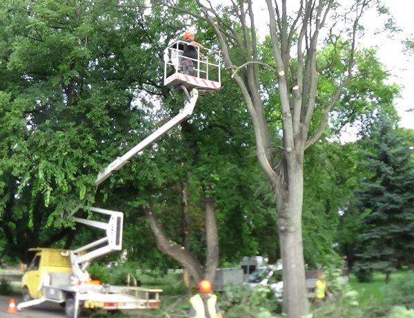 Faápolási munkákat végeztek a Nyírvv kft. munkatársai a Petőfi téren