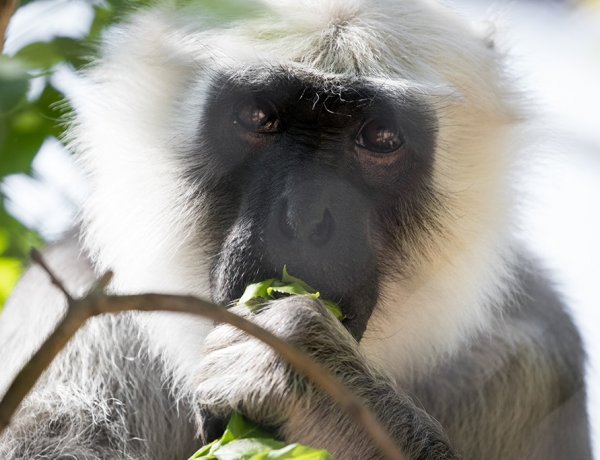 Feleség érkezett az országban csak a Nyíregyházi Állatparkban látható hulmán hímhez