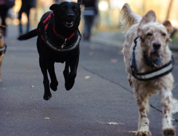 Ne feledkezzünk meg kedvenceinkről az ünnepi tűzijáték alatt
