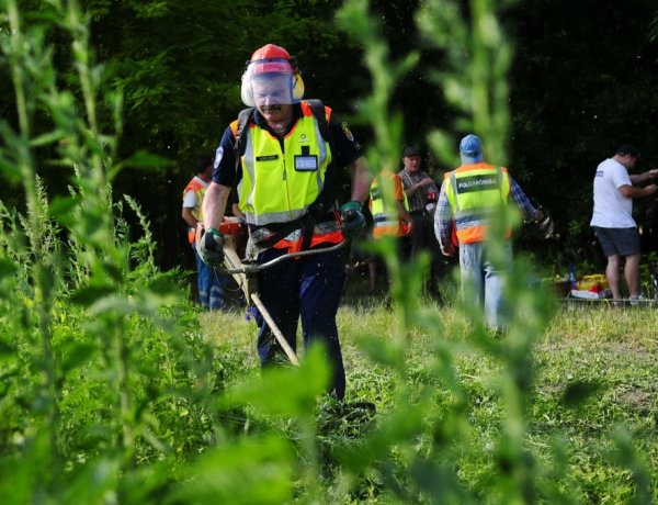 Már nincs türelmi idő a parlagfű kötelező irtására – Ezt érdemes tudni!