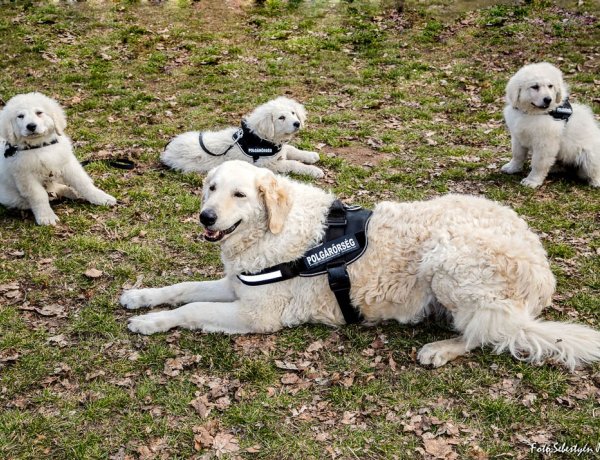 Egy tüneményes kuvaszt kapott a Nyíregyháza Bűnügyi Polgárőr Egyesület 