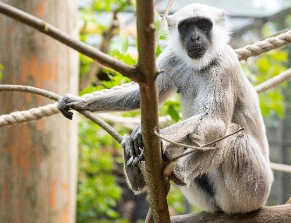 Szent majmok frigye – Feleség érkezett a Nyíregyházi Állatpark hulmánjához