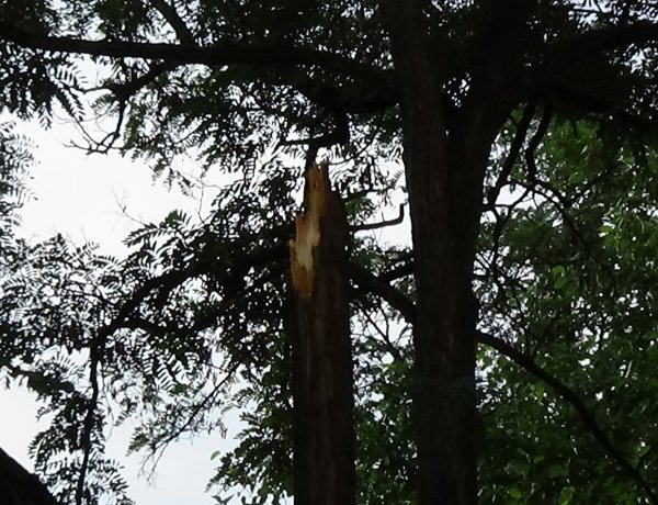 Leszakadó korhadt faág okozott riadalmat a Gádor Béla utcában