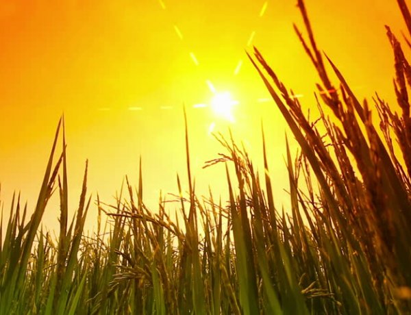 Napfényes idővel búcsúzik a nyár – 35 fok is lehet az utolsó nyári hétvégén