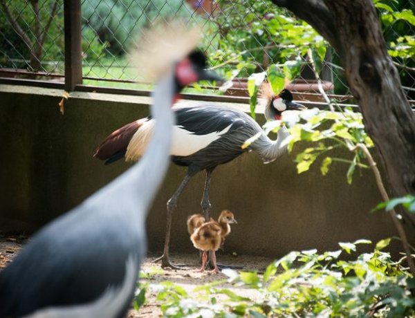 Koronásdaru-fiókák keltek ki a Nyíregyházi Állatparkban     