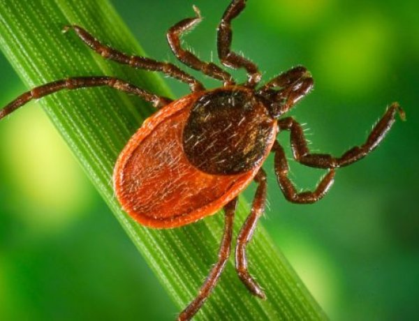 Elkezdődött az atkafélék elleni vegyszeres védelem Nyíregyháza több pontján is