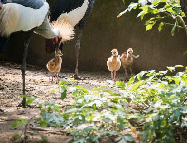 Videó a kis darvakról! A közelmúltban három fiókával gyarapodott a Nyíregyházi Állatpark