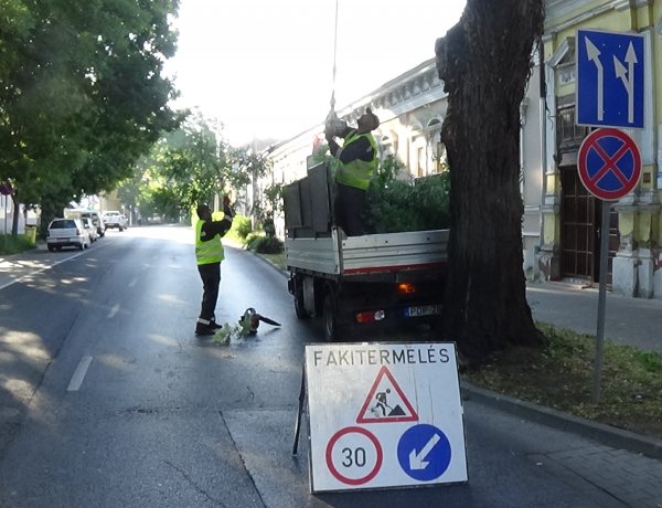 Forgalomkorlátozás mellett gallyazási munkálatokat végeznek a Szent István utcán