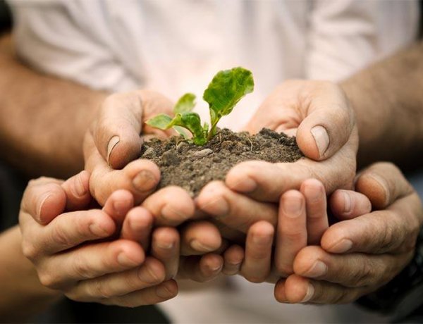 Ismét várják a nyíregyházi családok jelentkezését az Újéletfa-liget akcióra