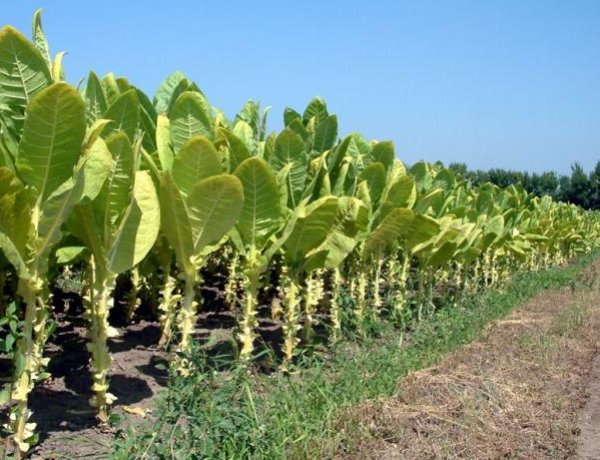 Javában tart a dohány betakarítása; várhatóan a minőséggel és a mennyiséggel sem lesz gond