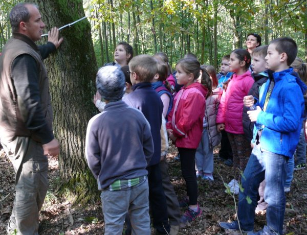 "Fedezd fel az erdőt az erdészekkel!" - ingyenes program a Sóstói-erdőben 