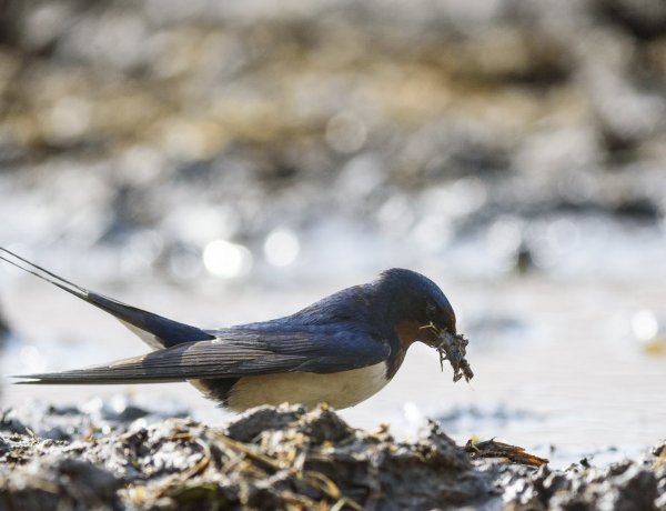 Kétmillió fecske hiányzik a hazai állományból: még érdemes műfészket telepíteni nekik