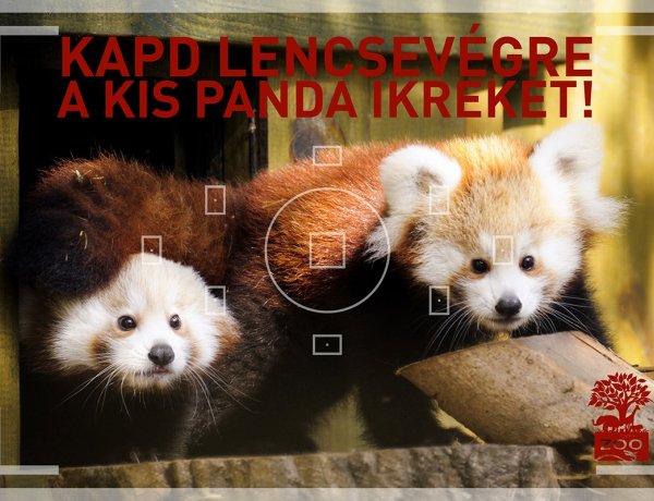 Kis panda fotózásra fel! – Irány a Nyíregyházi Állatpark, 14 hetesek lettek az ikrek!