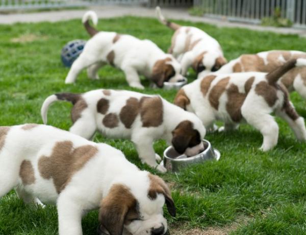 A kutyák úgy élnek, mint gazdáik, ezért elhíznak és allergiásak is lehetnek