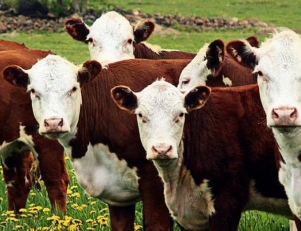 Támogatásokkal segíti a magyar állattenyésztők versenyképességét az agrártárca