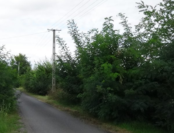 Gallyazási munkálatokat végez csütörtökön a NYÍRVV a Rozmaring utcán