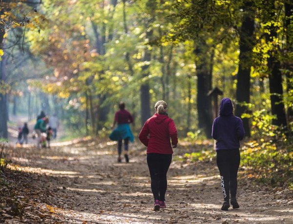 NYÍRERDŐ Nap Nyíregyházán - egész napos programok a Sóstói-erdőben 