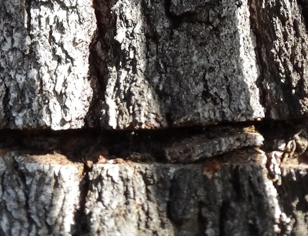 Keresik az elkövetőt: egy nyírfa kérgében okoztak jelentős kárt a Kállói úton