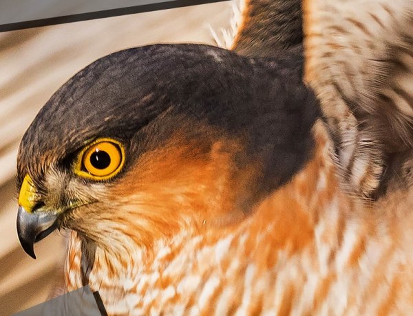 Országos Könyvtári Napok - „Varázslatos Szatmár-Bereg" fotókiállítás a Könyvtárban