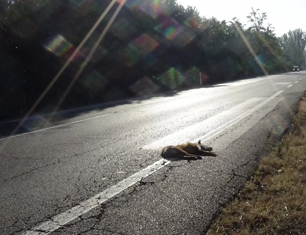 Vadgázolás történt hajnalban a 38-as számú úton Nyírtelek és Nyíregyháza között 