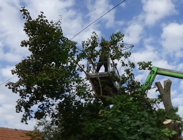 A Jég és a Nyírfa utcán is favágási munkálatokat végeztek ma a NYÍRVV szakemberei