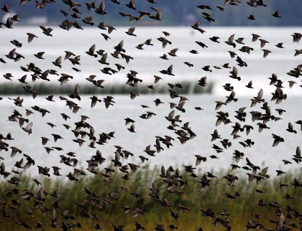 Veszélyes vándorlás – Folytatódott a madarak védelmét szolgáló nemzetközi kampány