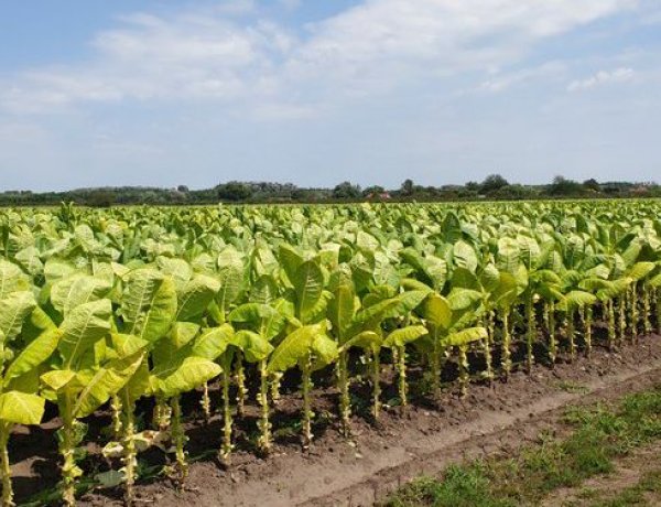 Dohánytermelői Nagygyűlést tartottak ma Nyíregyházán, a VMKK-ban! 