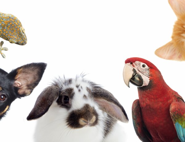 Nyuszik, vadászgörények és díszmadarak! Kisállatbörze lesz ismét Nyíregyházán!