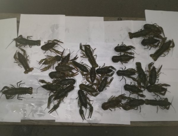 NAV fogás: lezárt vödörben szállította a kecskerákokat Tiszabecsen