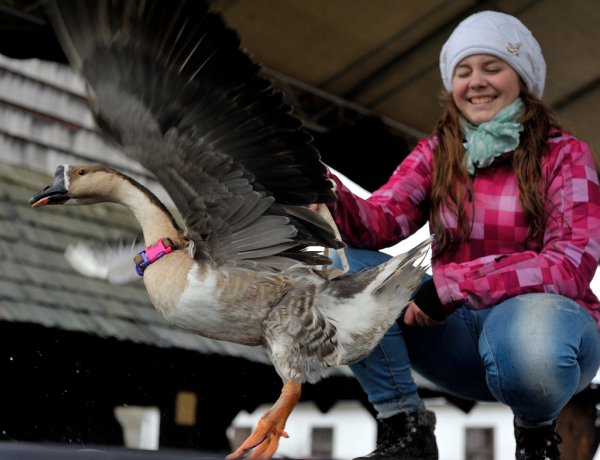 Márton-napi vigasságok, liba szépségversennyel a Sóstói Múzeumfaluban 