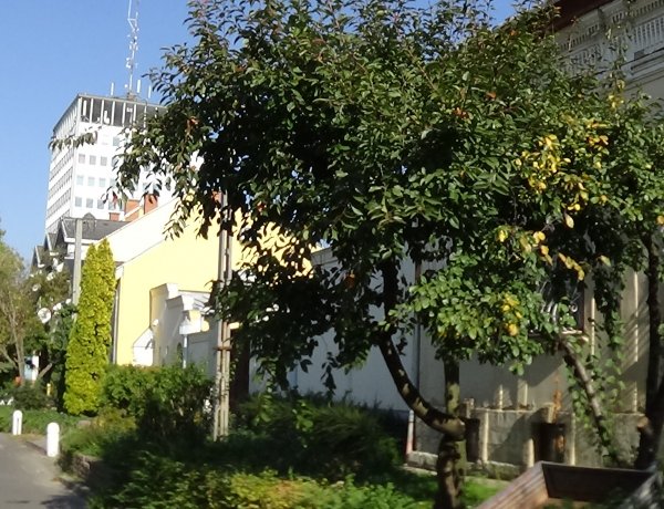 Gallyazási munkálatokat végez csütörtökön a NYÍRVV az Ér utca teljes szakaszán