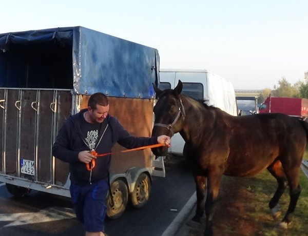 Szerencsés véget ért a kirándulás – Rendőrök helyezték biztonságba a szökött lovat