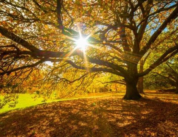 Versvirágok az ősz koszorújában - zenés irodalmi műsor a Móricz Zsigmond könyvtárban