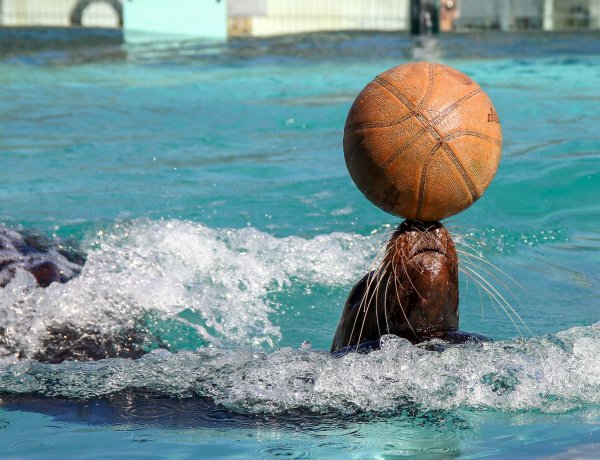 A Nyíregyházi Állatpark trénere árult el izgalmas kulisszatitkokat az Állati Zoonában