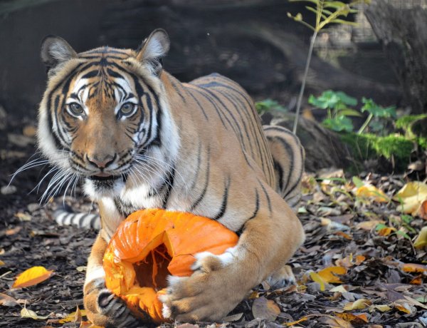 Halloween-re készül a Nyíregyházi Állatpark – Különleges etetések az őszi szünetben