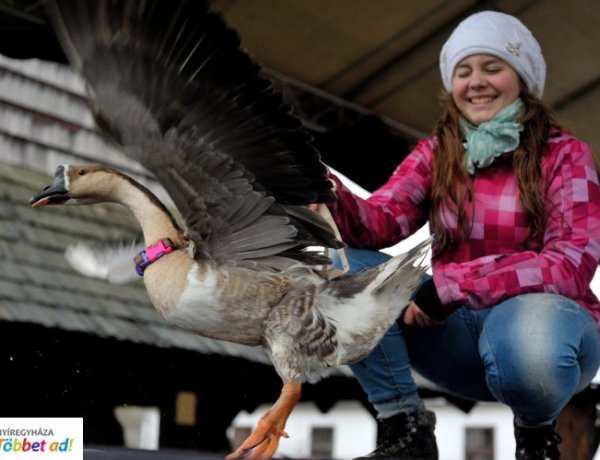 Márton nap a Sóstói Múzeumfaluban - Egész nap érdemes lesz ellátogatni