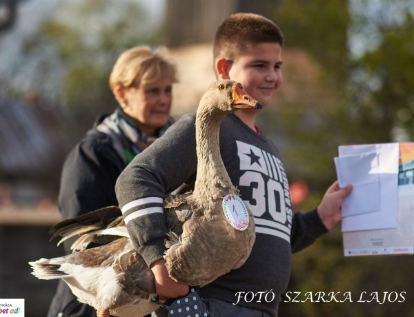 Idén is megtelt a Sóstói Múzeumfalu Márton napi rendezvényén - Liba szépségverseny is volt