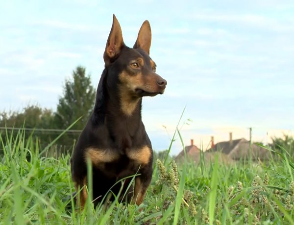 Állati Zoona: Kutyakocsi segítségével közlekedik Füles, az autóbalesetet szenvedett kutyus