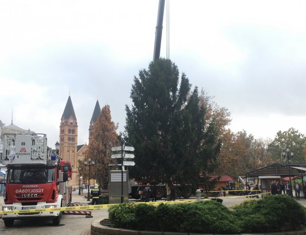 Péntek délután helyére került a  2019-es városi karácsonyfa – 16 méter!
