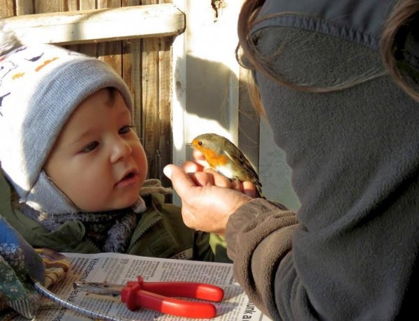 Őszbúcsúztató madárgyűrűzésre invitál az E-misszió Egyesület!
