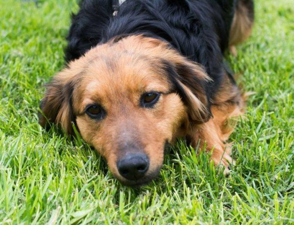 Örökbefogadni egy kutyát vagy egy macskát? Igen! Lehetőségek és előnyök összegzése